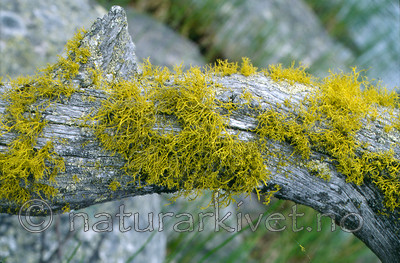 KA 12 00 0008 / Letharia vulpina / Ulvelav